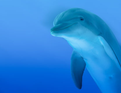 The curious dolphin