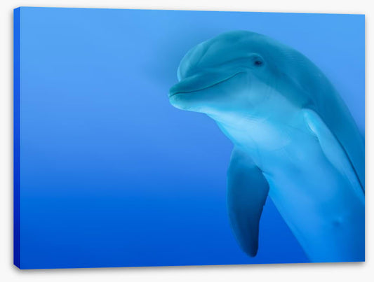 The curious dolphin