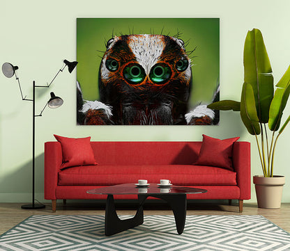 Turkish jumping spider