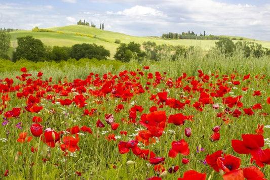 Tuscany poppies