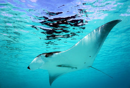 Manta Ray swim