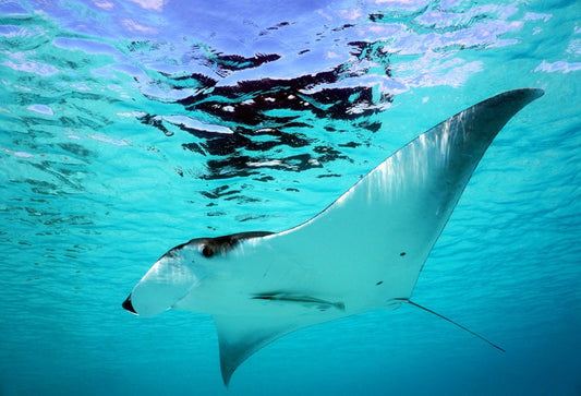 Manta Ray swim