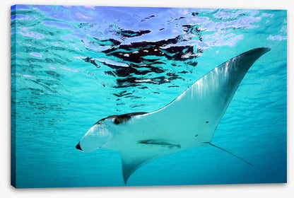 Manta Ray swim
