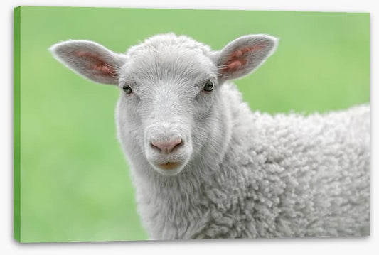 Spring lamb