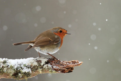 Little robin