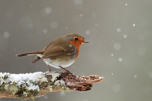 Little robin