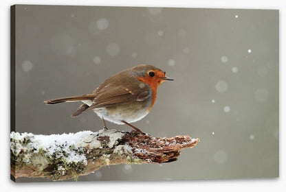 Little robin