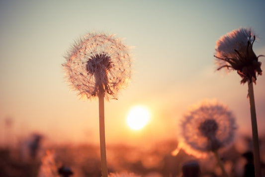 Dandelion sunset