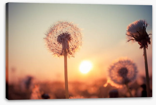 Dandelion sunset