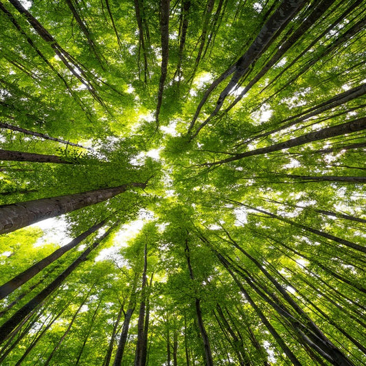 Beeches to the sky