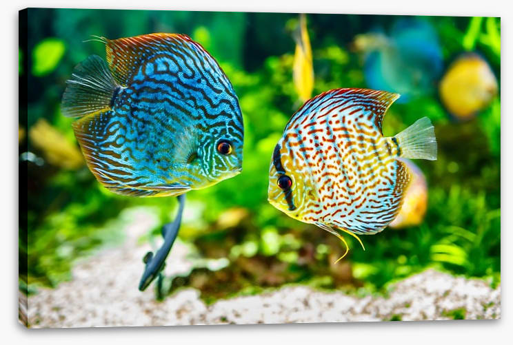 Symphysodon discus
