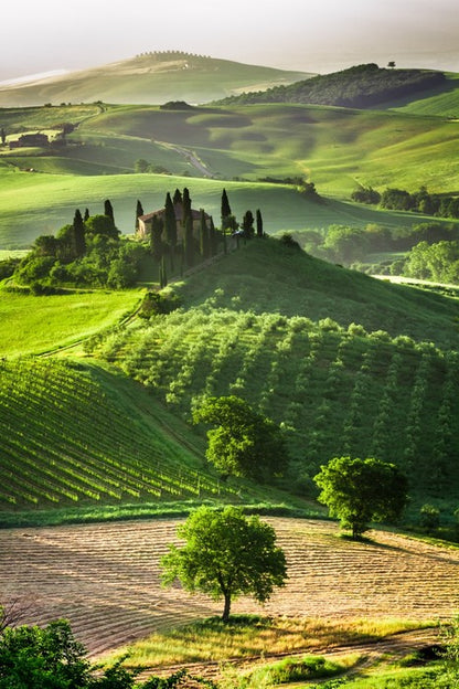 Tuscan olive groves