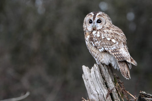 Tawny owl in the woods