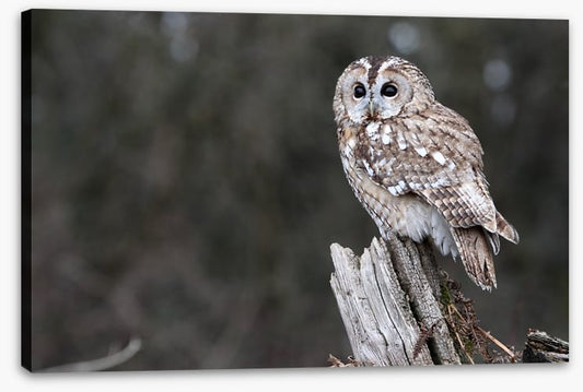 Tawny owl in the woods