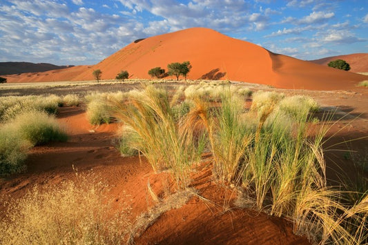 Sossusvlei grasslands