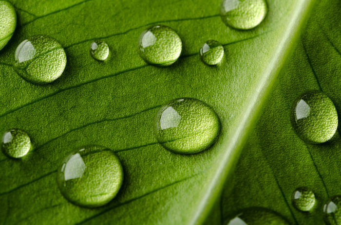 Leaves