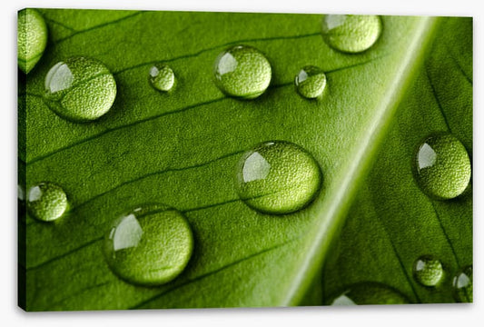 Leaves