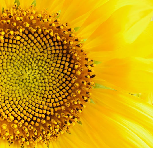 Sunflower love