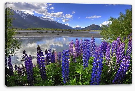 Lupines on the shore