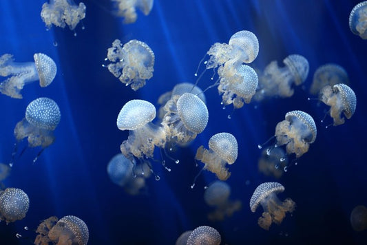 Floating jellyfish