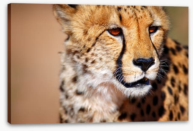 Amber eyes