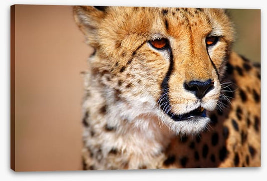 Amber eyes
