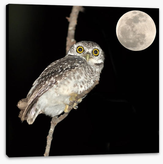 Night vision