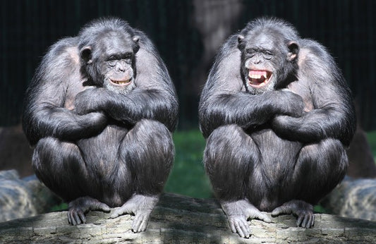 Monkeying around