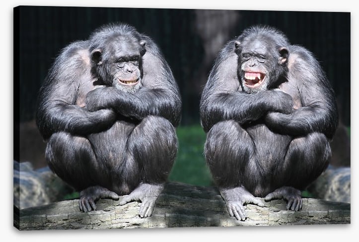 Monkeying around