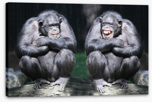 Monkeying around