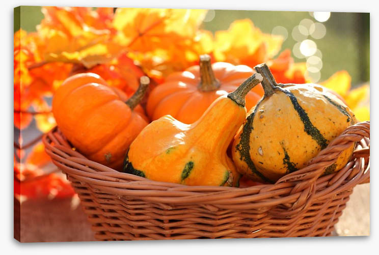 Picking pumpkins