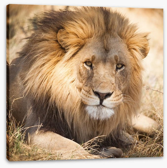 The noble lion, Zambia