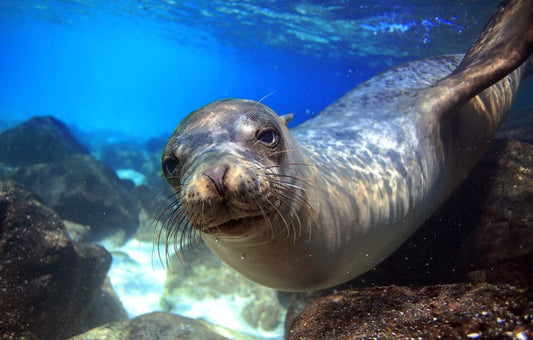 Sea lion smile
