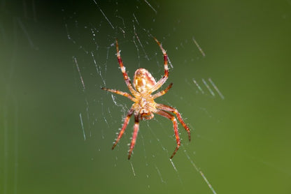 Insects