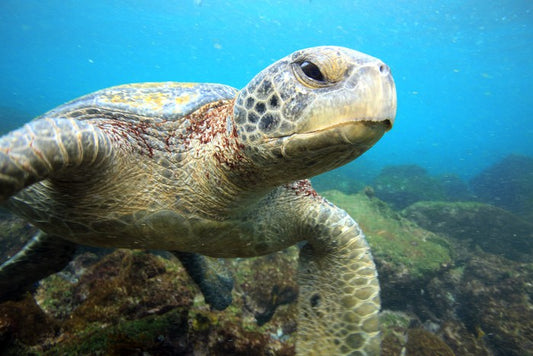 Grumpy turtle