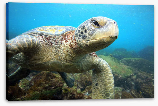Grumpy turtle