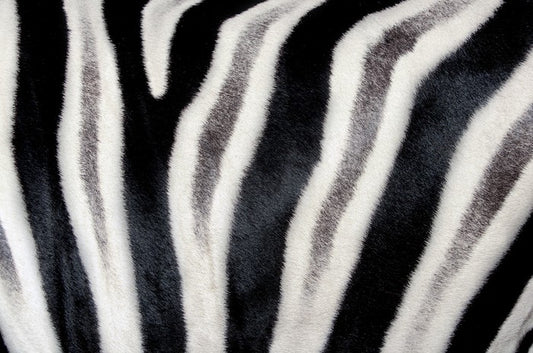 Zebra stripes