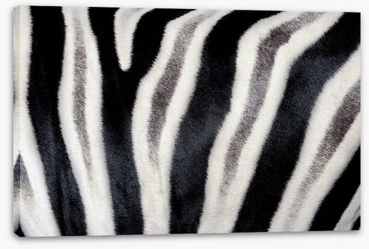 Zebra stripes