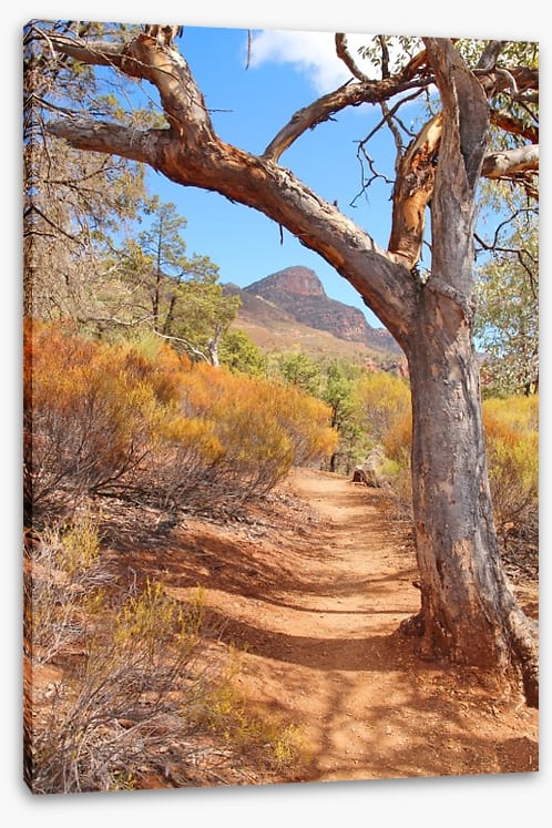 Path to the Flinders Ranges