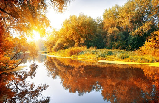 Autumn forest reflections