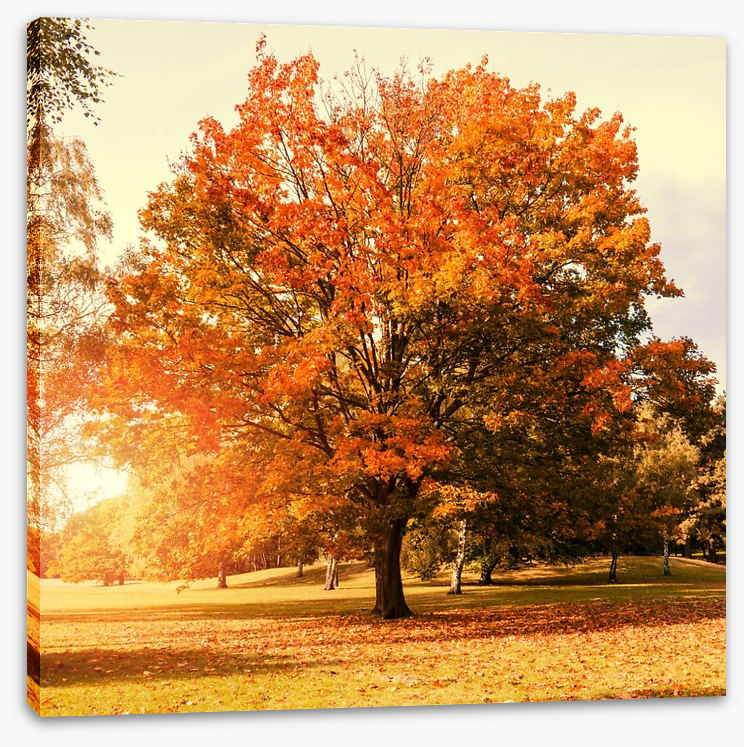 Autumn trees