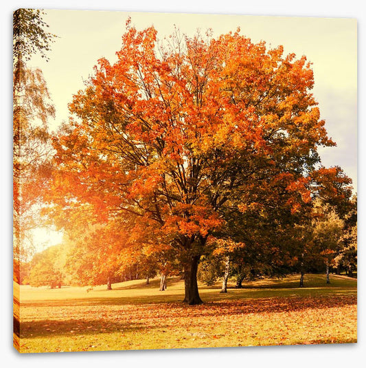 Autumn trees