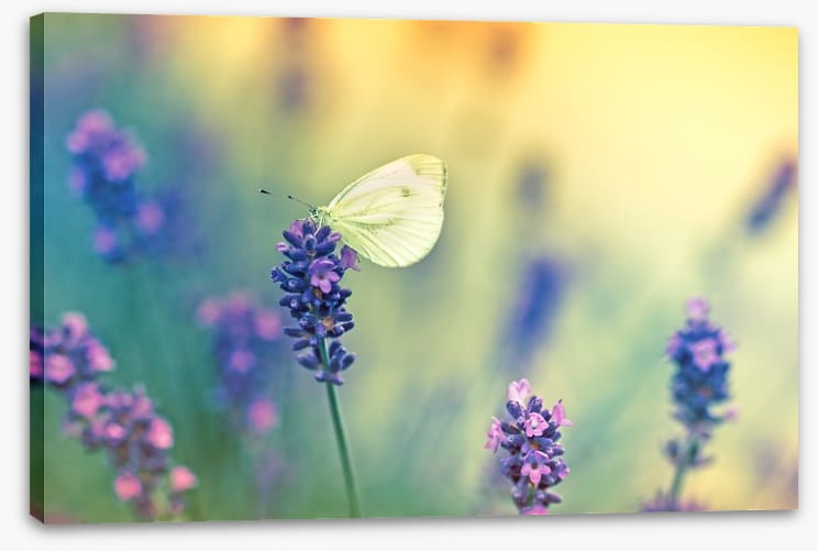 Insects