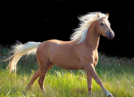 Pretty palomino