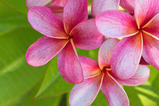 Pink frangipani