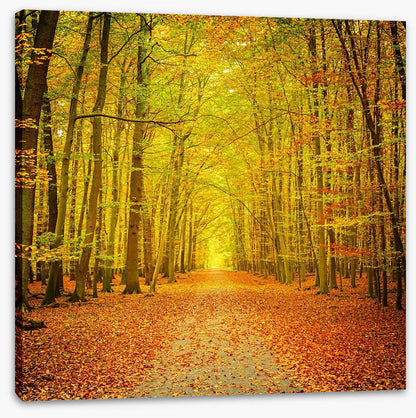 Autumn forest path