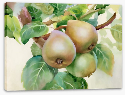 Pears on a branch