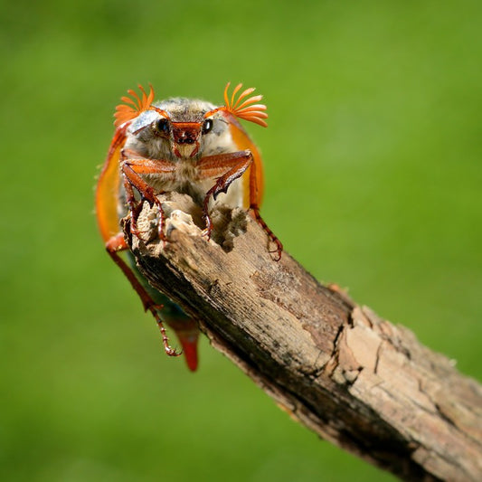 Insects