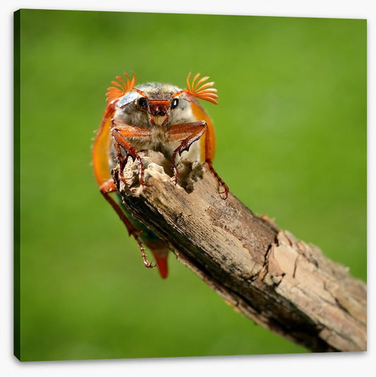 Insects