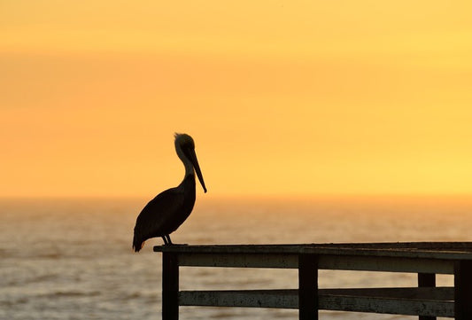 Pizmo pelican